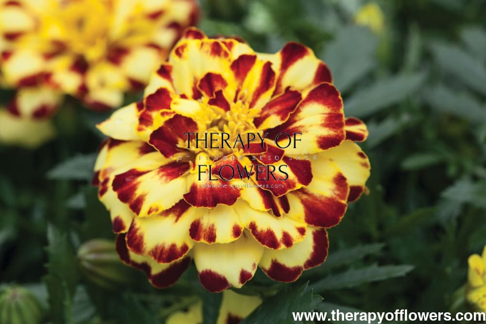 Tagetes patula zemas samtenes Bam Bam Brulee