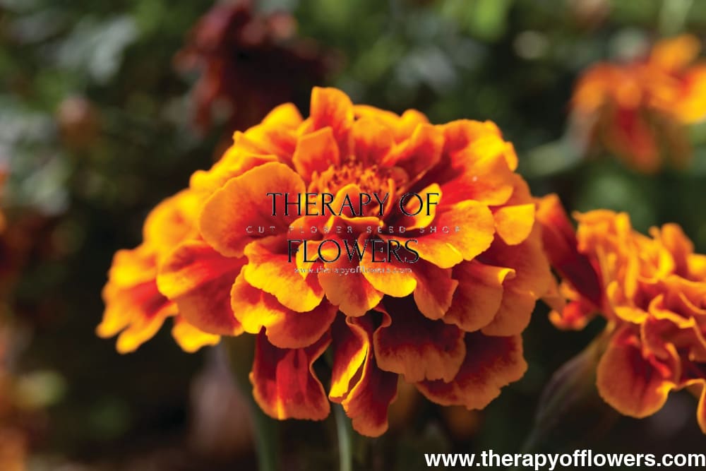 Tagetes patula | French Marigold Bam Bam Flame therapyofflowers.com