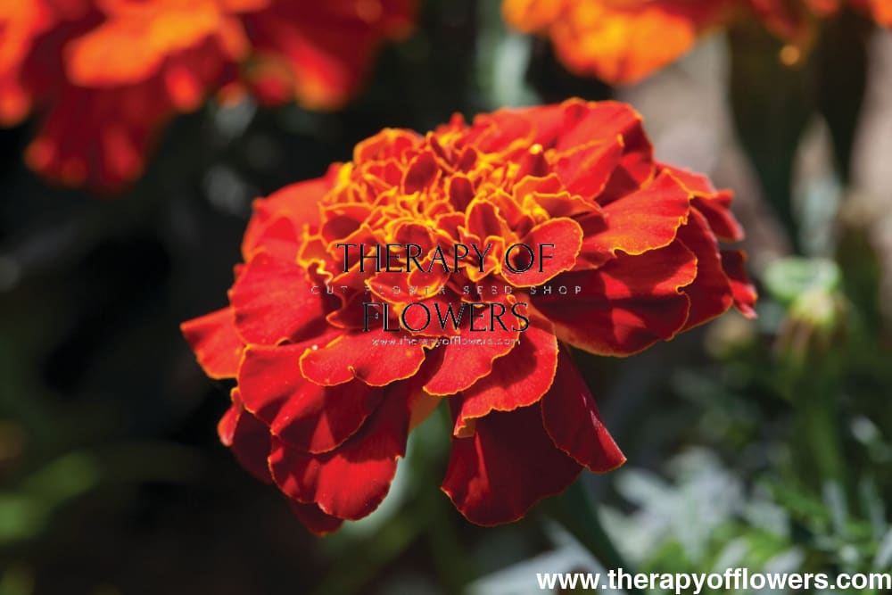 Tagetes patula Bam Bam Red | French Marigold