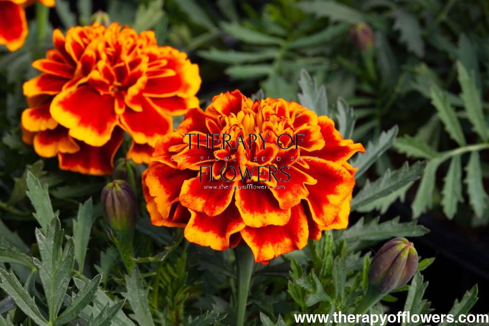 Tagetes patula | French Marigold Hornet Flame