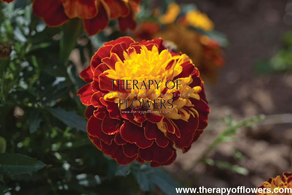 Tagetes patula | French Marigold Hornet Spry therapyofflowers.com