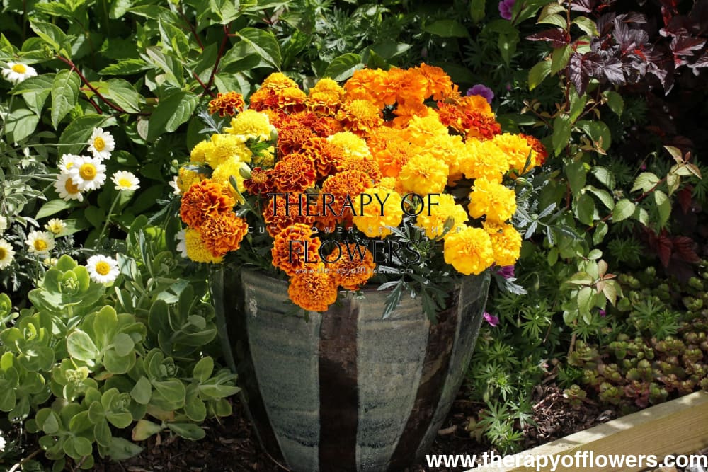 Tagetes patula | French Marigold Hornet Yellow therapyofflowers.com