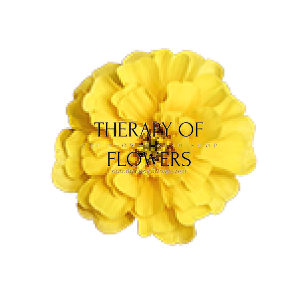 Tagetes patula Milli Vanilli | French Marigold therapyofflowers.com