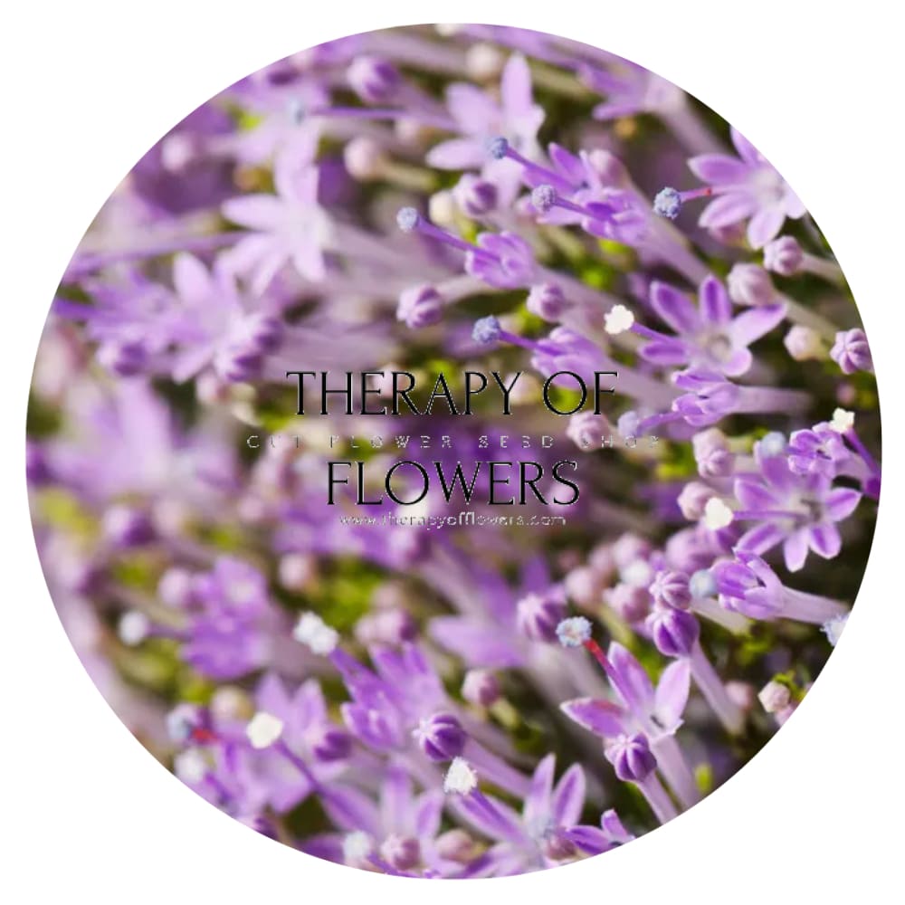 Trachelium caeruleum Supreme Early Blue | Throatwort - 20 seeds / Violet-blue - Seeds