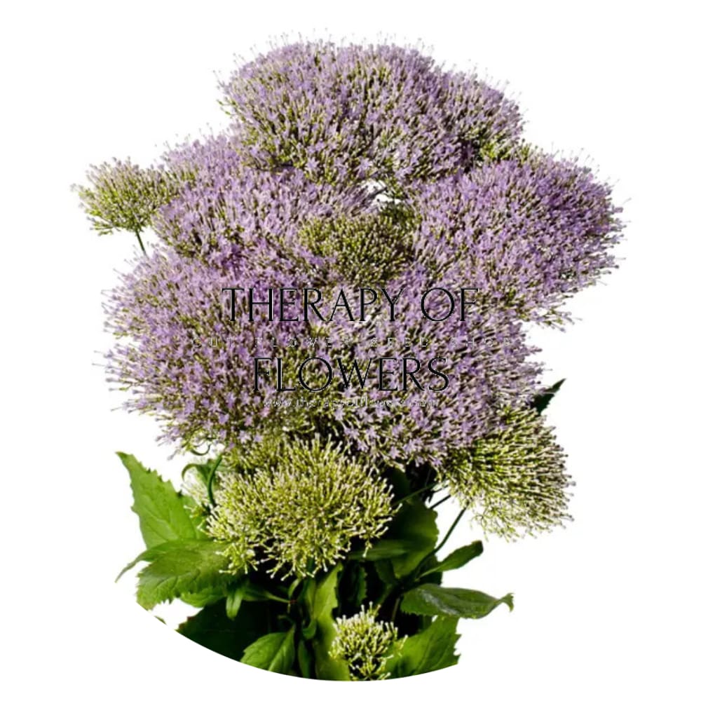 Trachelium caeruleum Supreme Early Light Blue | Throatwort - 20 seeds / Light violet-blue - Seeds