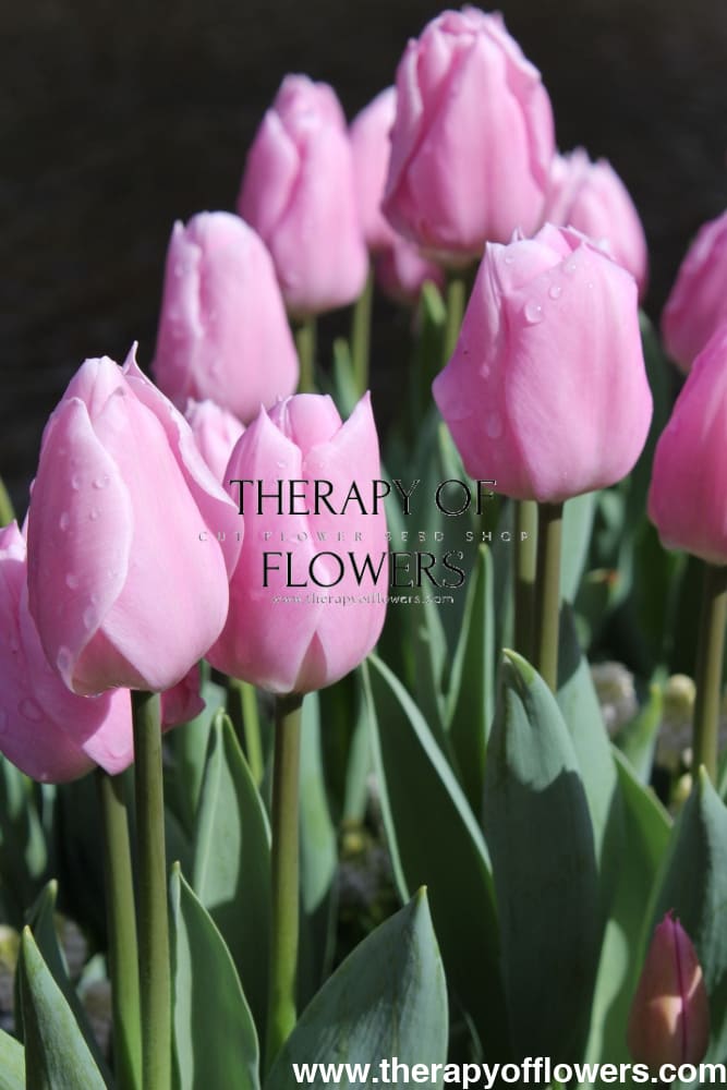 Triumph Tulip Mistress therapyofflowers.com