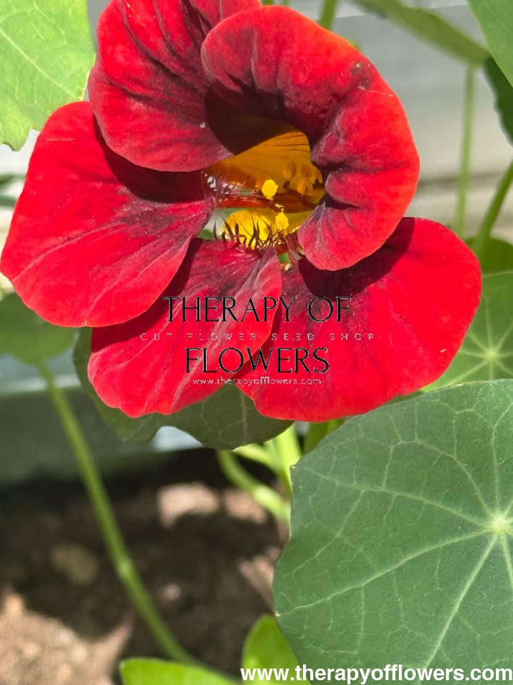 Tropaeolum majus Black Velvet | Nasturtium therapyofflowers.com