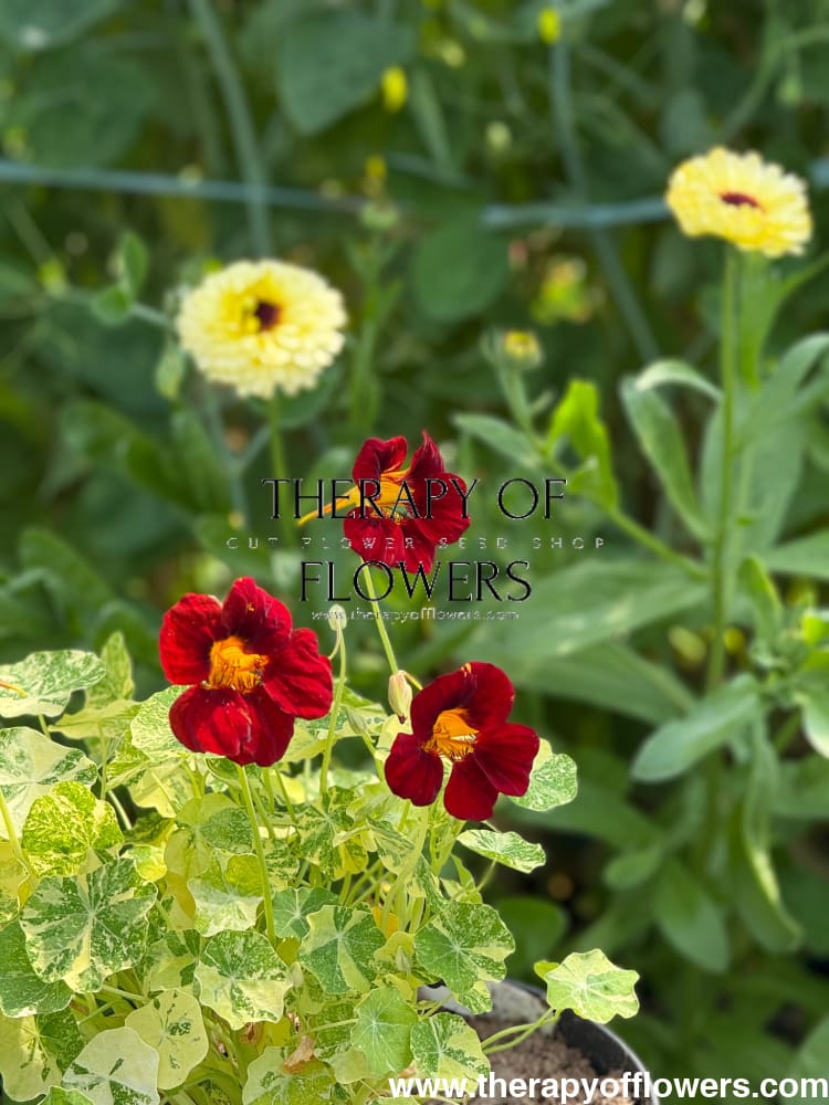 Tropaeolum majus Velvet Troika | Nasturtium therapyofflowers.com