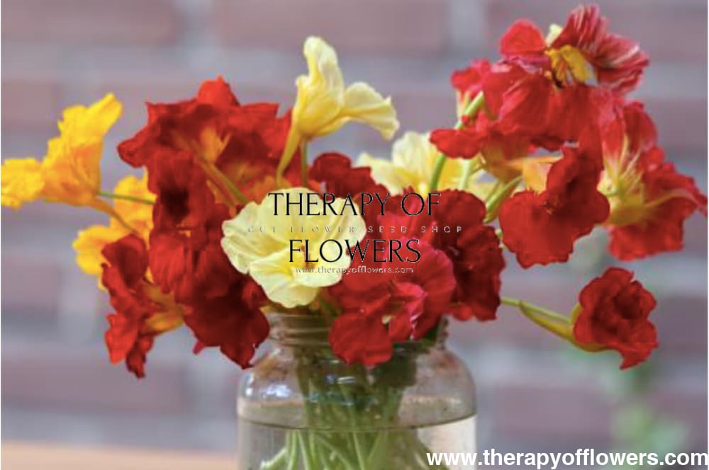 Tropaeolum majus Vintage - 20 seeds - seeds