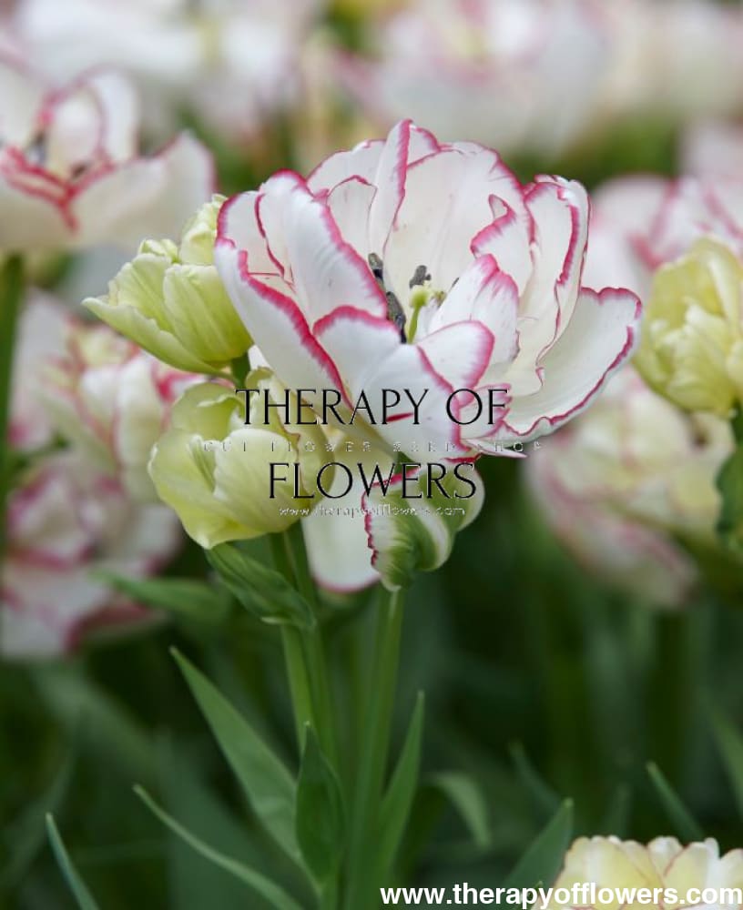 Tulpes Belicia