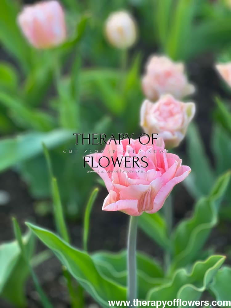 Tulip Foxtrot | Double Early Tulip therapyofflowers.com