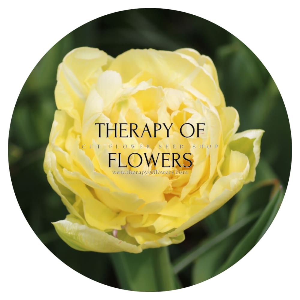 Tulip Verona therapyofflowers.com