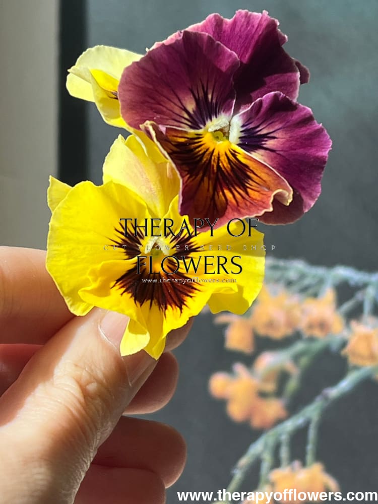 Viola cornuta Frizzle Sizzle Mini Tapestry | Horned Pansy therapyofflowers.com