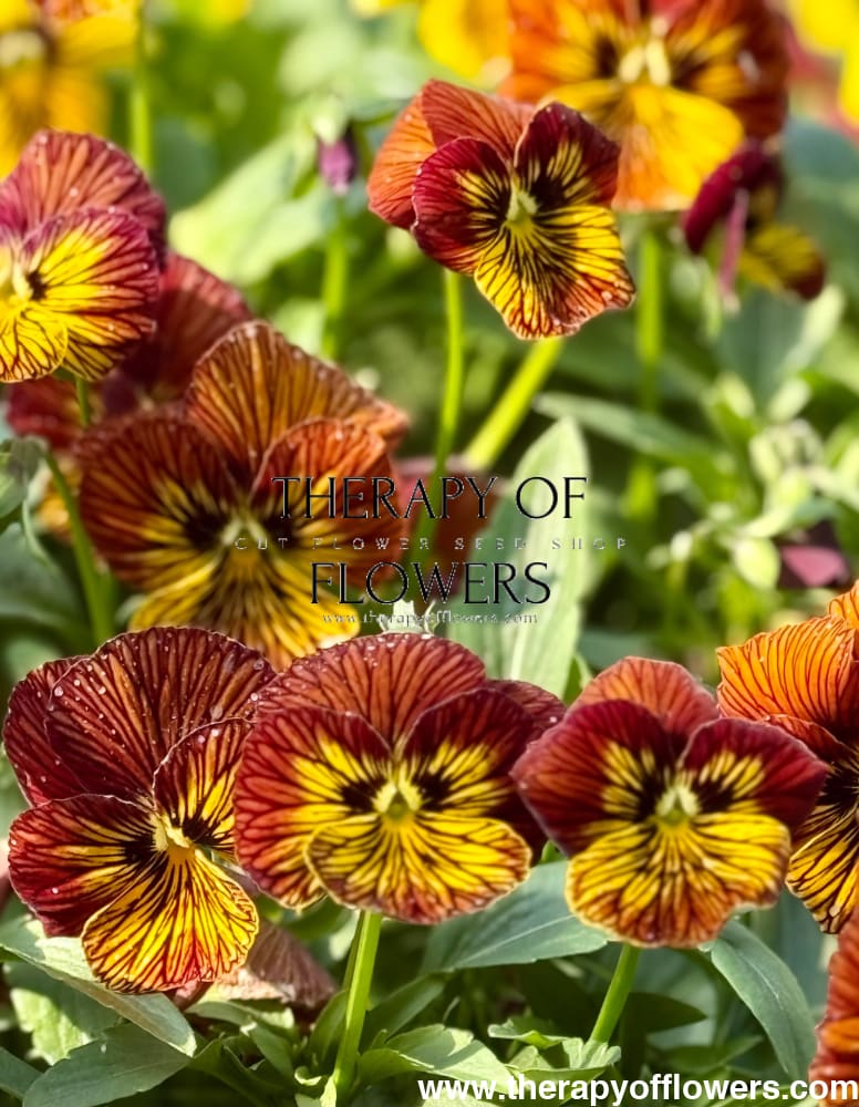 Viola cornuta Dragon Eye mix F1 | Horned Pansy therapyofflowers.com