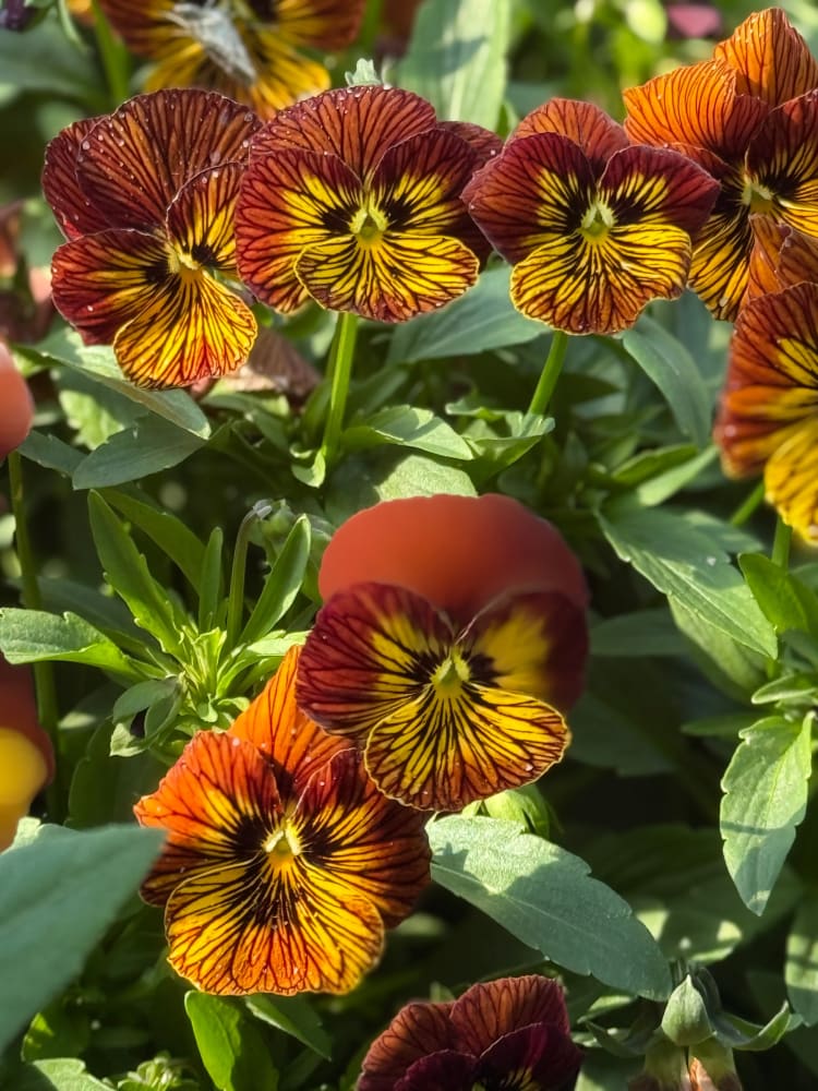 Viola cornuta Tiger Eye Red F1