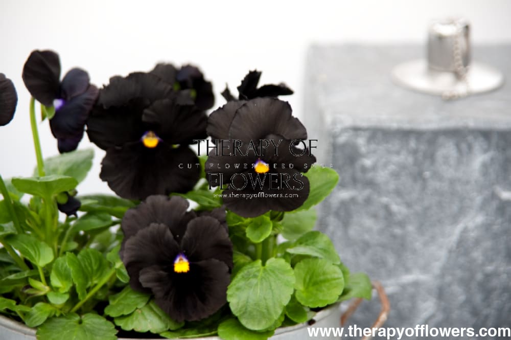 Viola x wittrockiana Atlas Black F1 | Spring & Autumn Pansy therapyofflowers.com