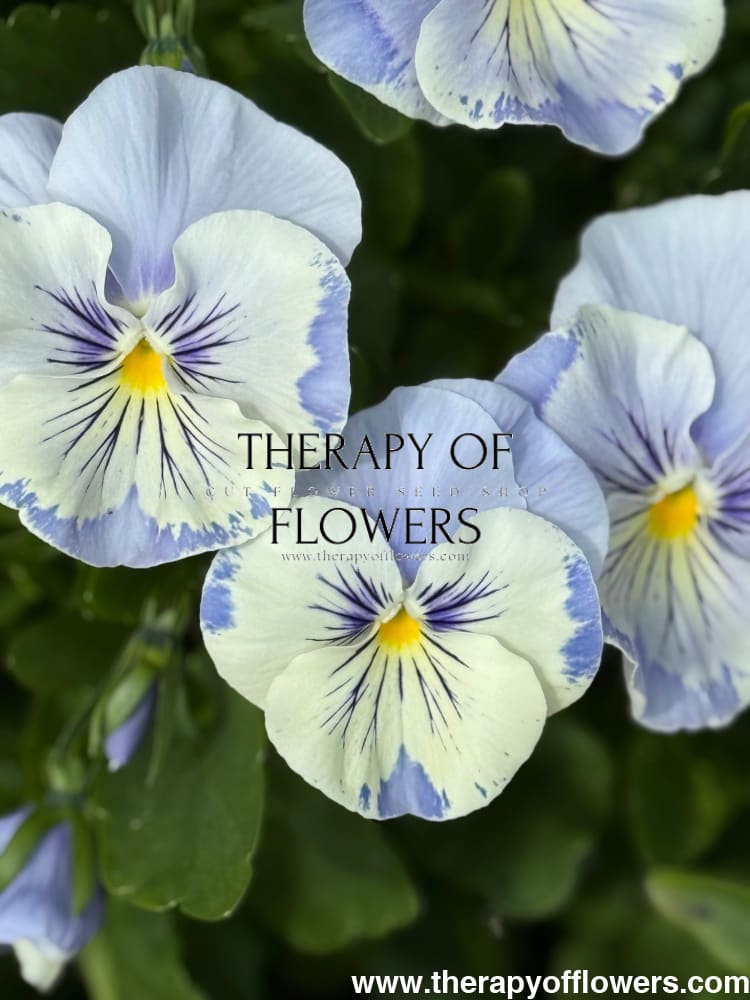 Viola x wittrockiana Cats® Plus Marina | Spring or Autumn Pansy therapyofflowers.com