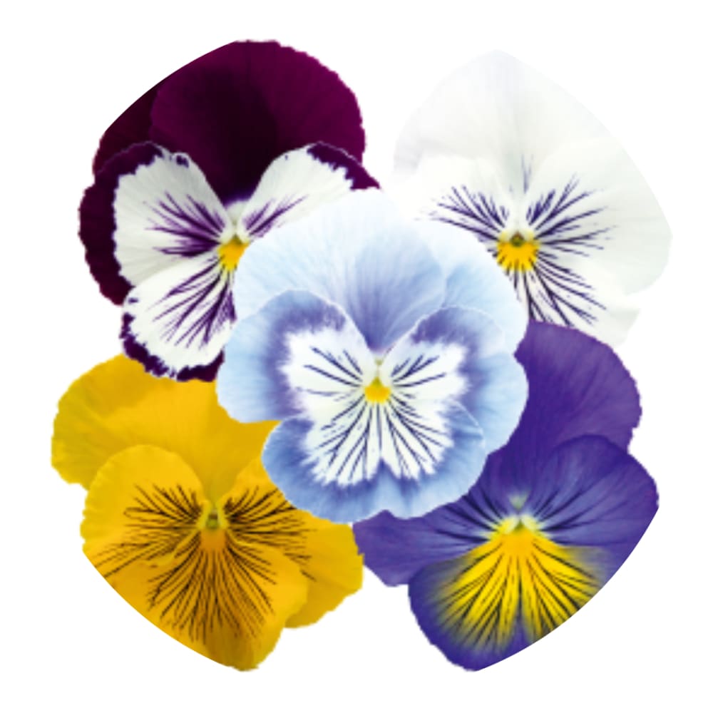 Viola x wittrockiana Cats® Plus Mix | Spring or Autumn Pansy therapyofflowers.com