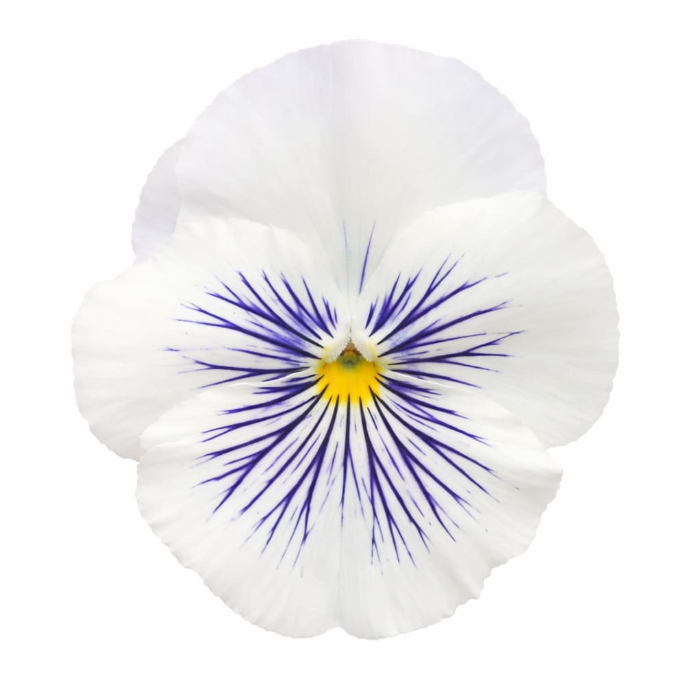 Viola x wittrockiana Cats® Plus White | Spring or Autumn Pansy - 20 seeds / 18 cm / Snowy, bright-white - seeds