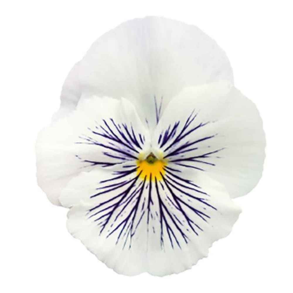 Viola x wittrockiana Cats® Plus White | Spring or Autumn Pansy therapyofflowers.com