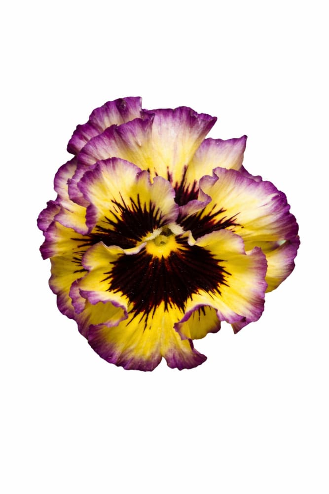Viola x wittrockiana Frizzle Sizzle Lemonberry – therapyofflowers.com