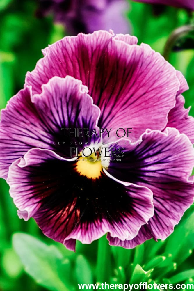 Viola x wittrockiana Frizzle Sizzle Raspberry therapyofflowers.com