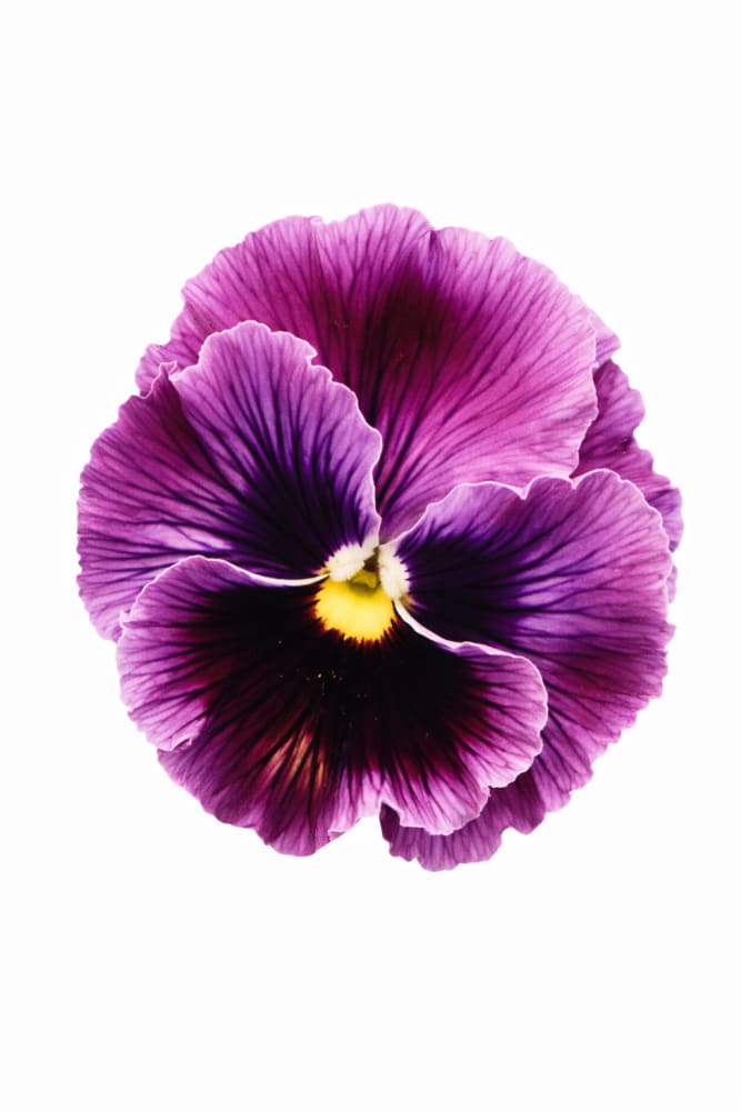 Viola x wittrockiana Frizzle Sizzle Raspberry – therapyofflowers.com