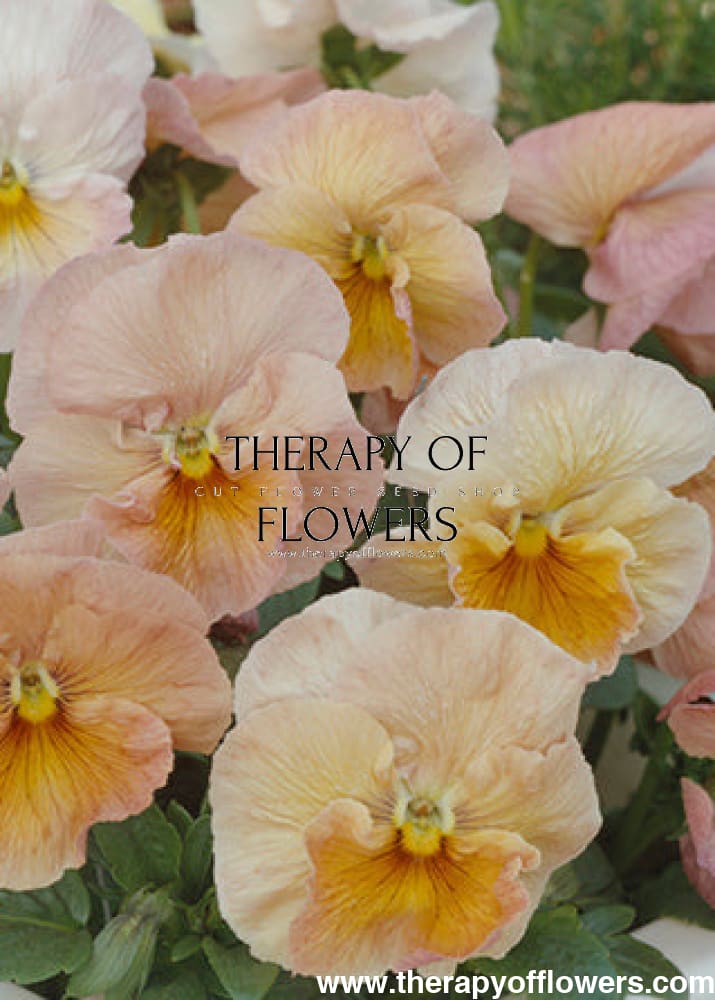 Viola x wittrockiana mperial™ Antique Shades F1 | Pansy therapyofflowers.com