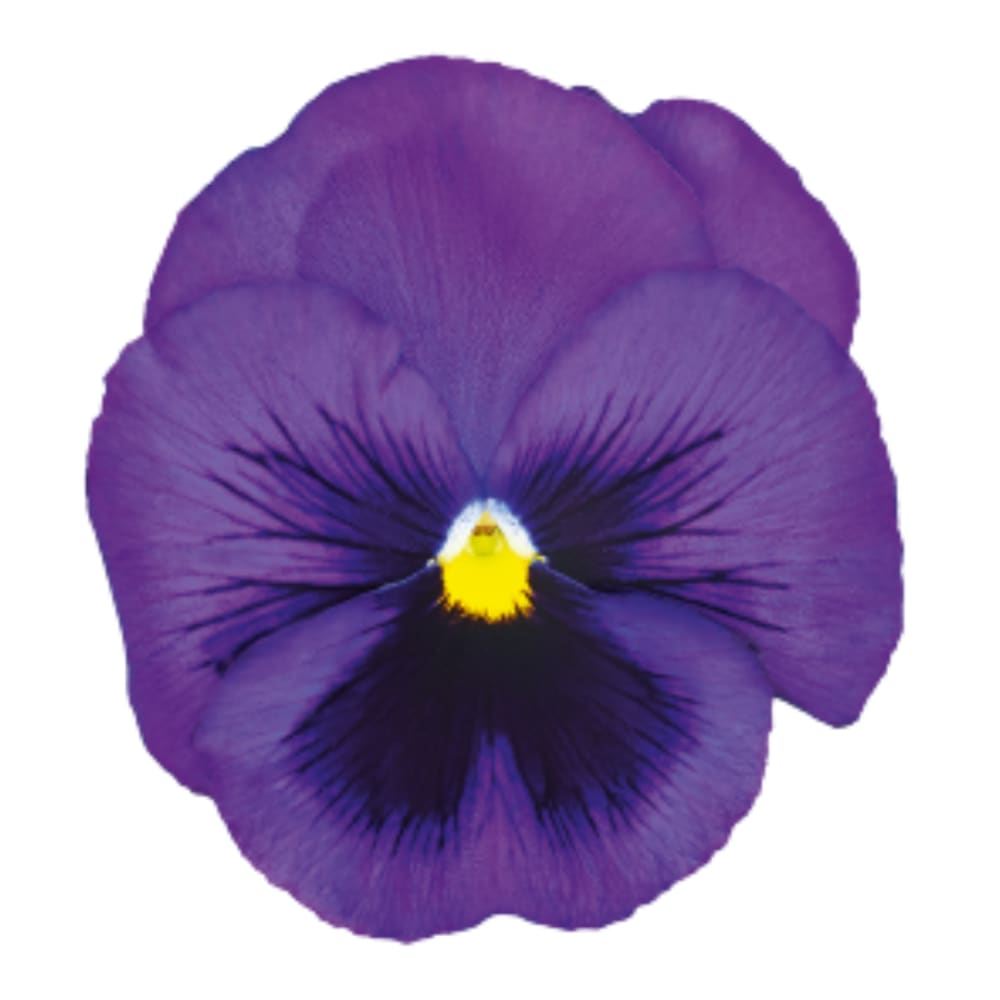 Viola x wittrockiana Inspire® DeluXXe Blue Surprise | Extra Large Pansies for Late Summer & Early Fall therapyofflowers.com