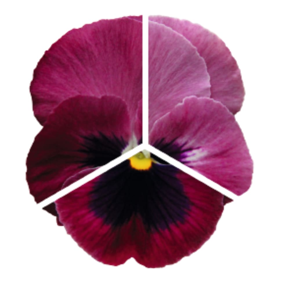 Viola x wittrockiana Inspire® DeluXXe Light Rose Blotch | Extra Large Pansies for Late Summer & Early Fall therapyofflowers.com