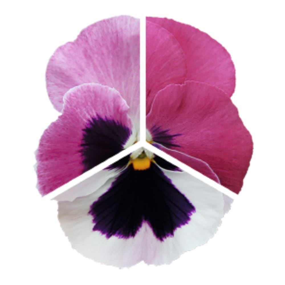 Viola x wittrockiana Inspire® DeluXXe Pink Surprise Blotch | For late Summer - early Fall therapyofflowers.com