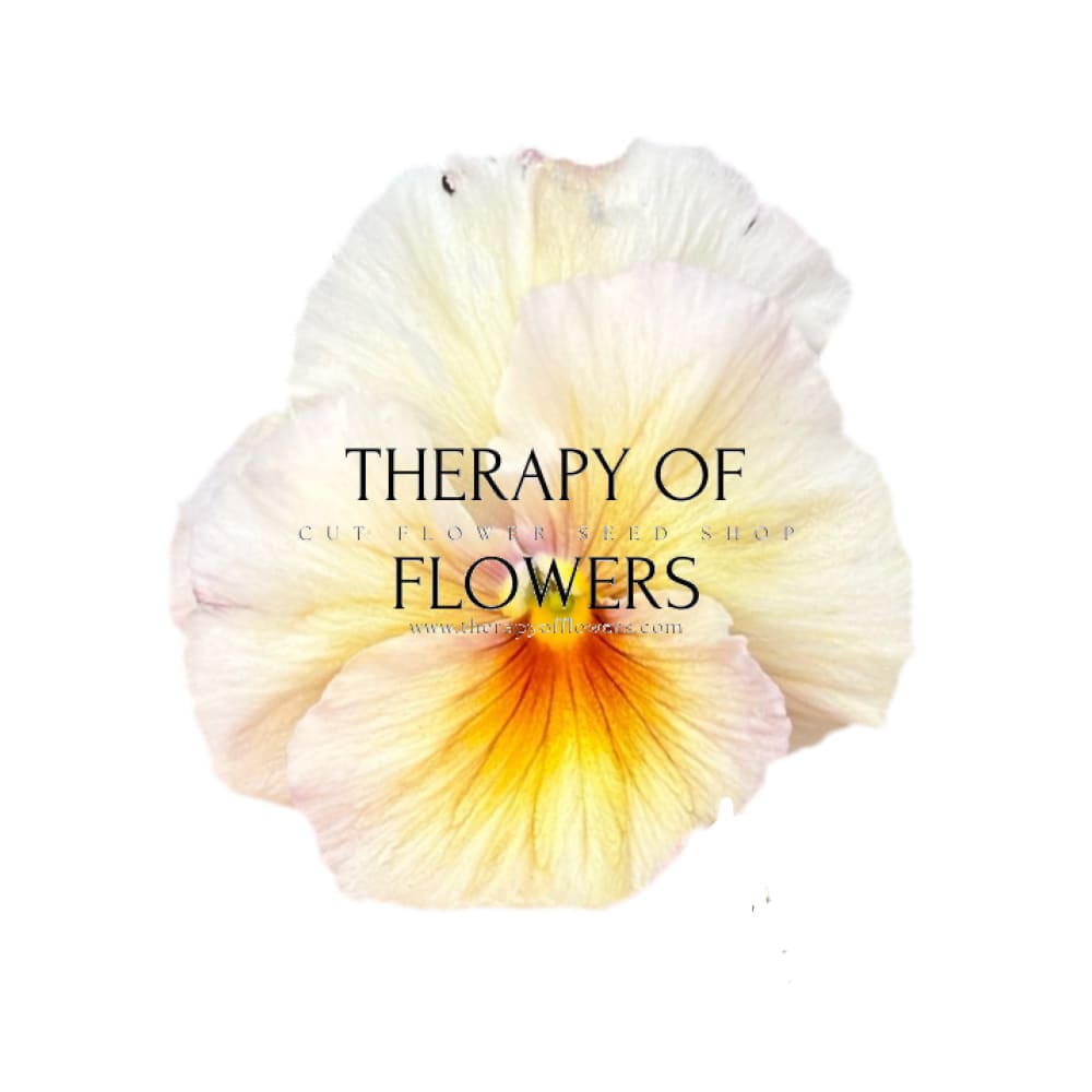 Viola x wittrockiana Inspire® Peach Shades F1 | Pansy therapyofflowers.com