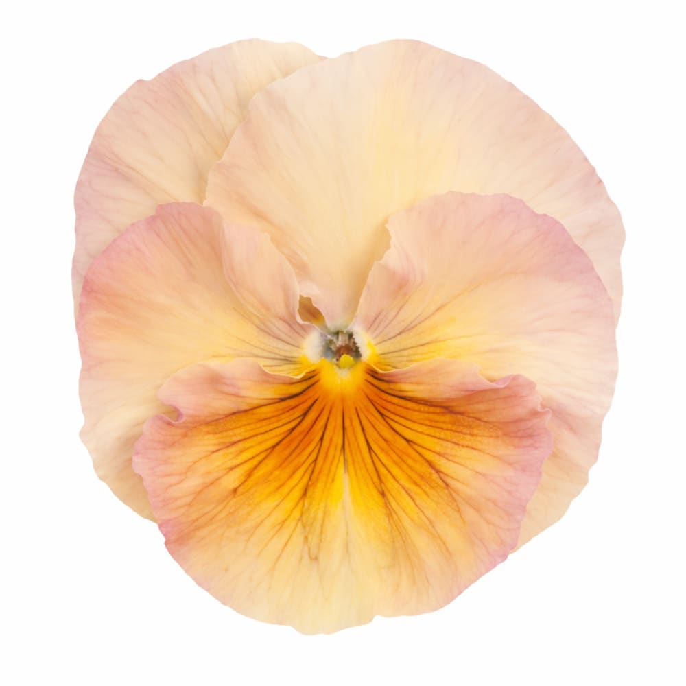 Viola x wittrockiana Inspire® Peach Shades F1 | Pansy Seeds for