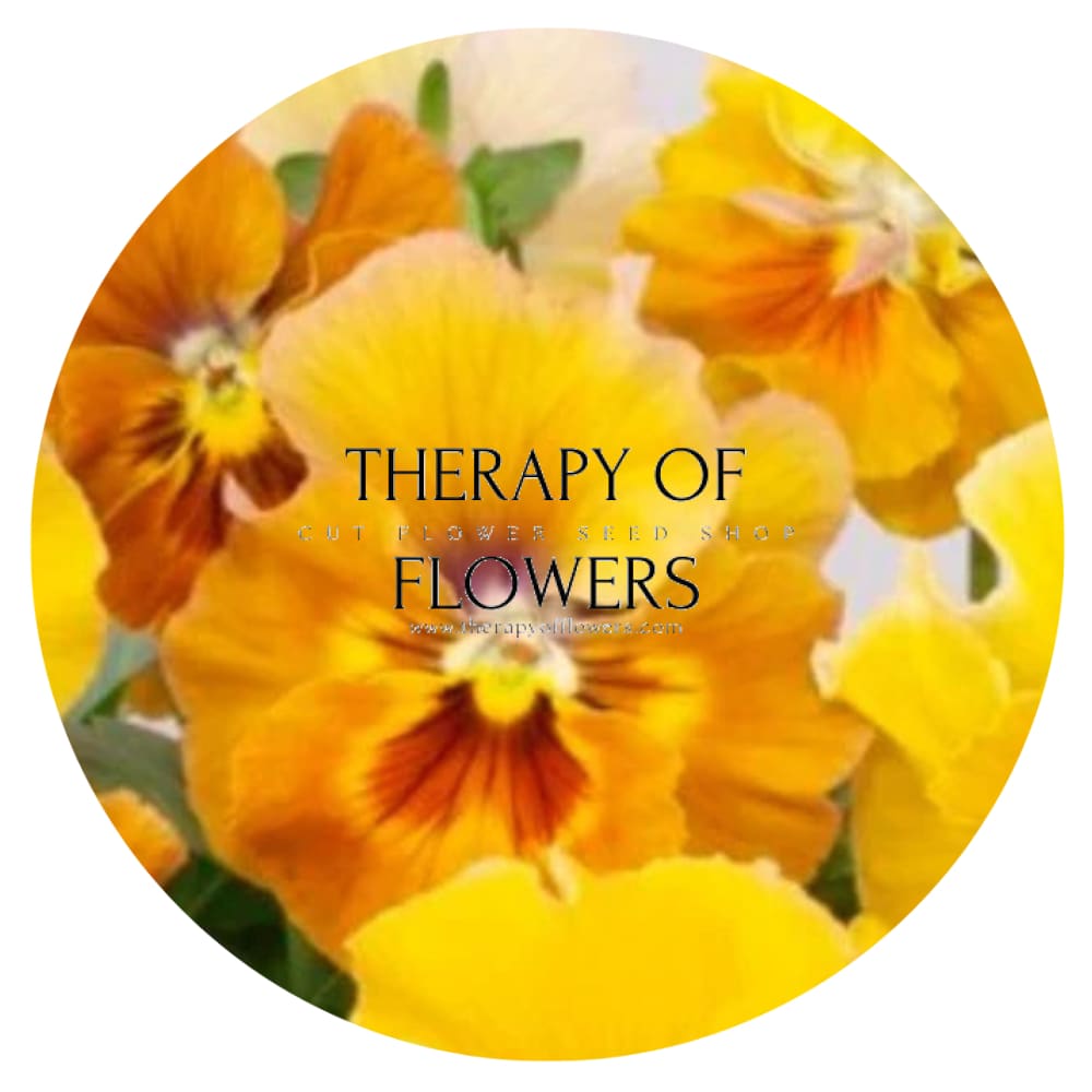 Viola x wittrockiana Pandora Flembè F1 | Pansy therapyofflowers.com