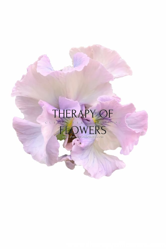 Viola x wittrockiana Sweet Pea Mixed F1 | Pansy - 25 seeds / 20–25 cm / Salmon, rose, violet, and white tones - seeds