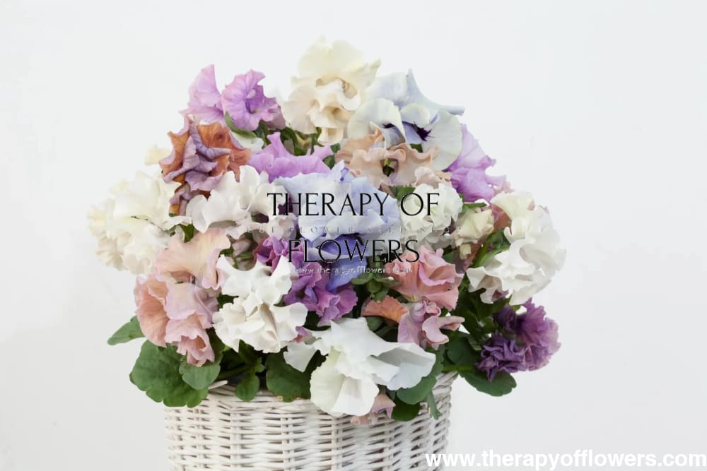 Viola x wittrockiana Sweet Pea Mixed F1 | Pansy therapyofflowers.com