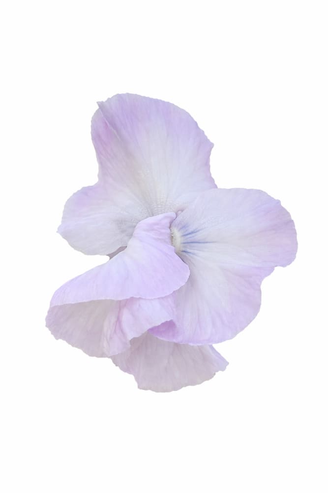 ✨ 極美品 ゼクシィ掲載完売品✨フルア flua white sweet pea Silk Sweet Pea Flower | Cloud White | Elements By Tracey