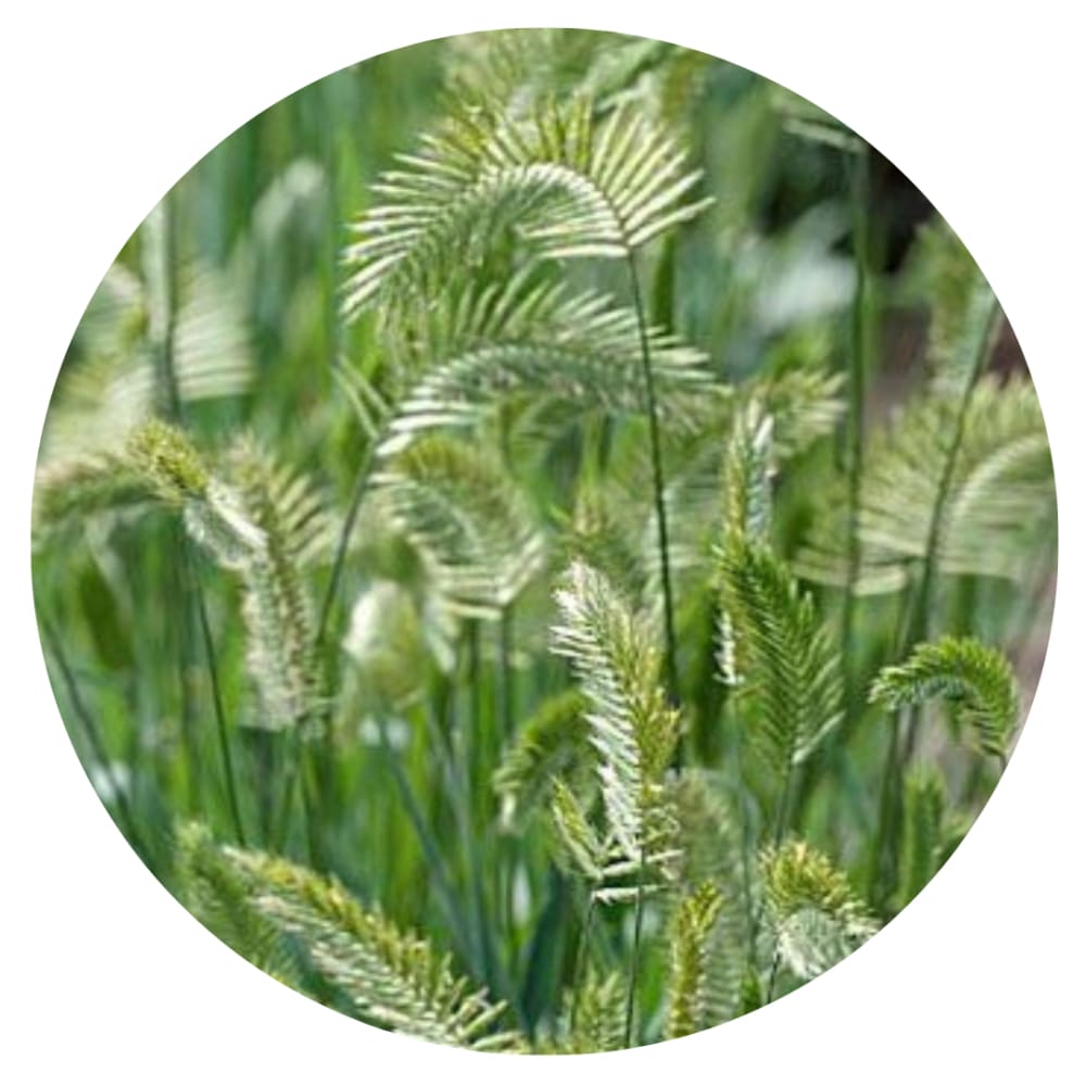 Wangenheimia lima Vulcan therapyofflowers.com