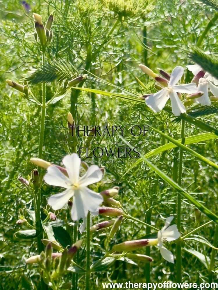 Wangenheimia lima Vulcan | Fine Ornamental Grass therapyofflowers.com