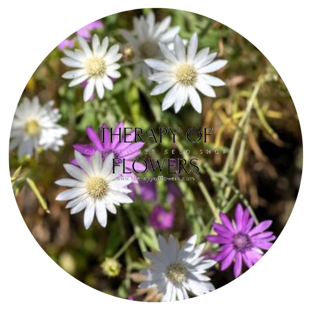 Xeranthemum annuum double Choice Mixed therapyofflowers.com