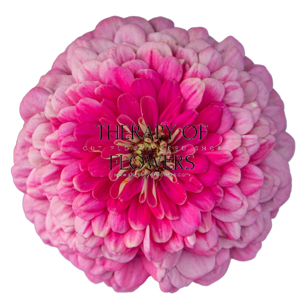 Zinnia elegans Benary's Giant Bright Pink therapyofflowers.com