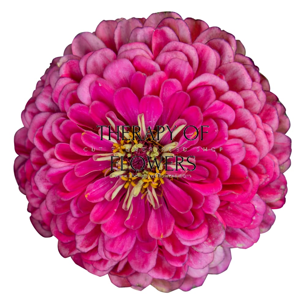 Zinnia elegans Benary's Giant Carmine therapyofflowers.com