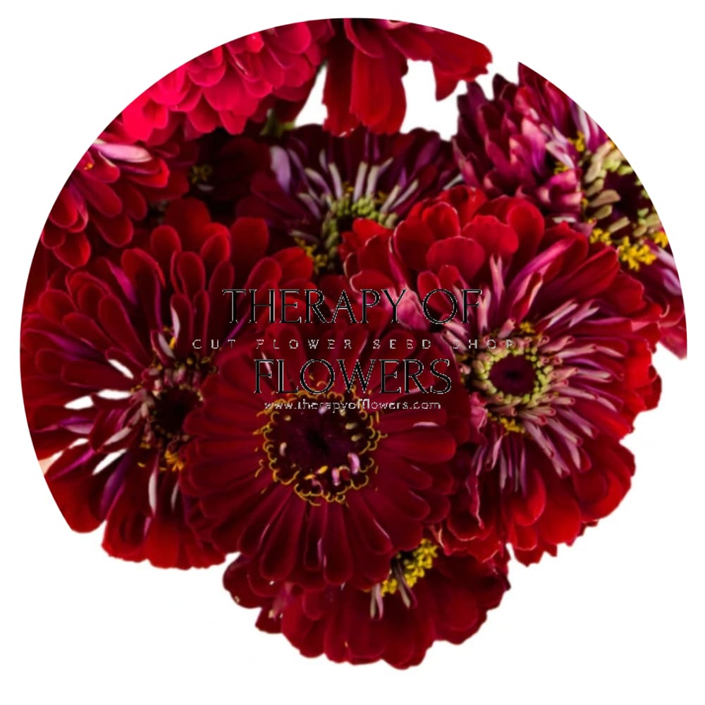 Zinnia elegans Benary's Giant Deep Red therapyofflowers.com