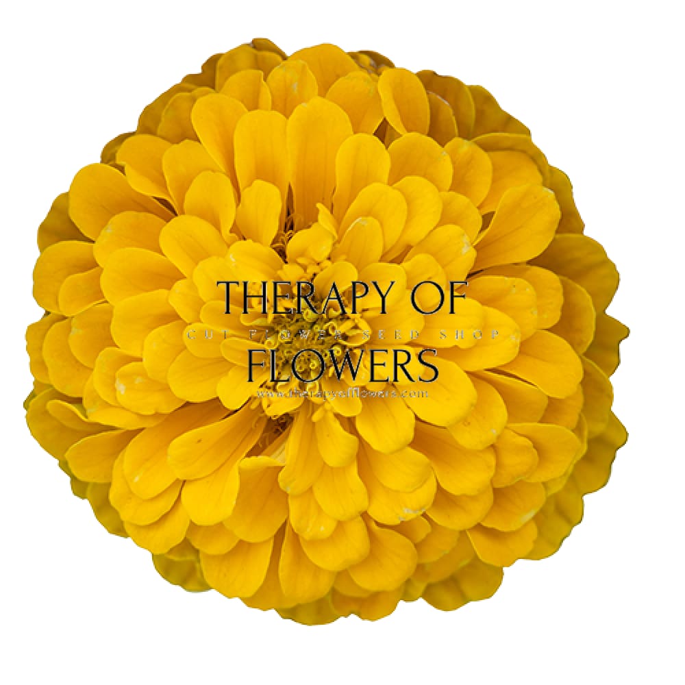 Zinnia elegans Benary's Giant Golden Yellow therapyofflowers.com