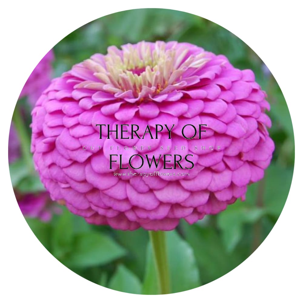 Zinnia elegans Benary's Giant Lilac therapyofflowers.com