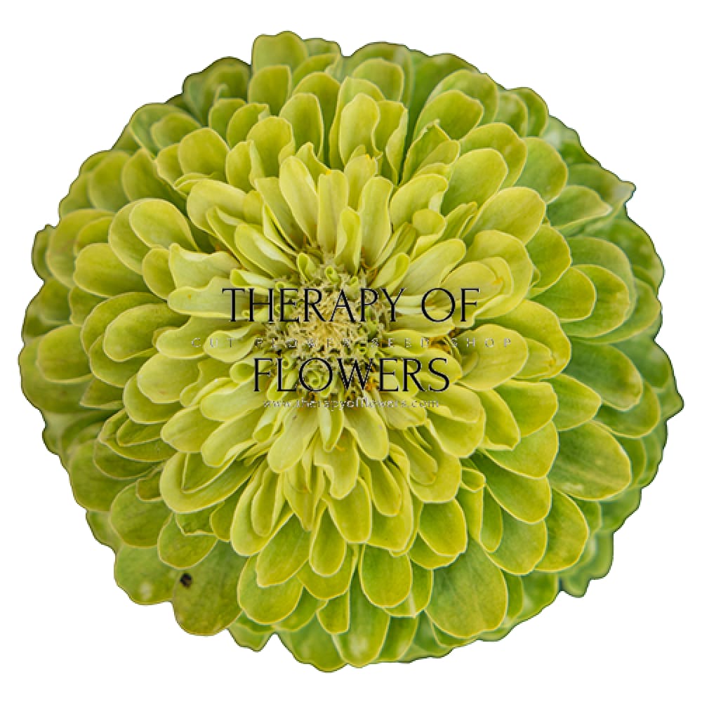 Zinnia elegans Benary's Giant Lime therapyofflowers.com