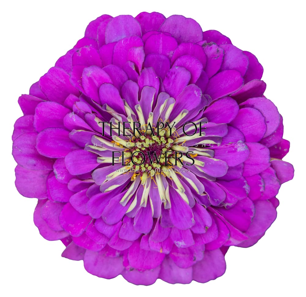 Zinnia elegans Benary's Giant Purple therapyofflowers.com