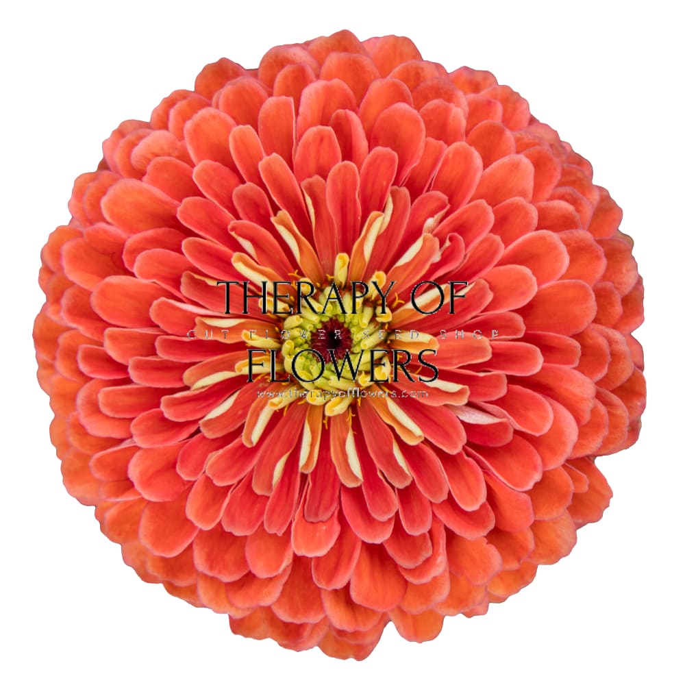 Zinnia elegans Benary's Giant Salmon Rose therapyofflowers.com