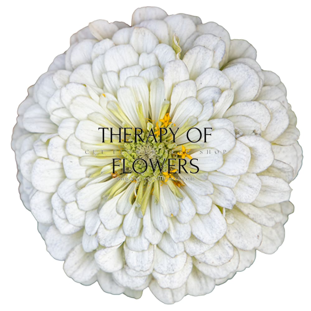 Zinnia elegans Benary's Giant White therapyofflowers.com