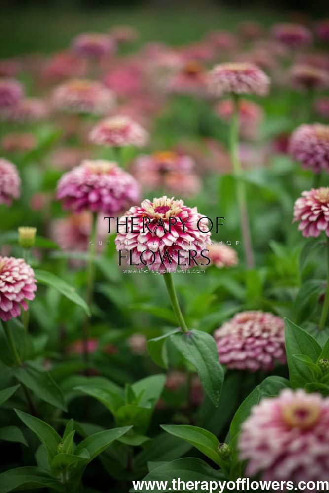 Zinnia elegans Mazurkia | Bicolor Zinnia therapyofflowers.com
